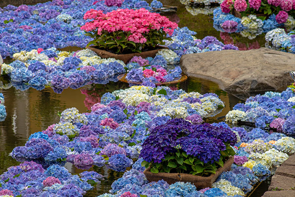 あじさい公園
